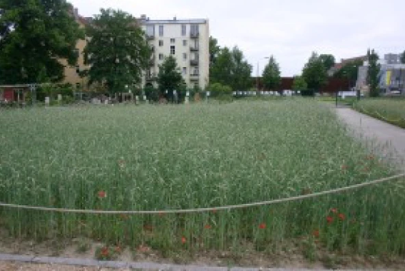 Hoher Roggen lässt einen ehemaligen Postenweg im Feld deutlich sichtbar werden.
