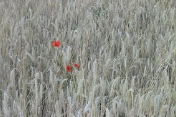 Reifes Roggenfeld kurz vor der Ernte im Juli.