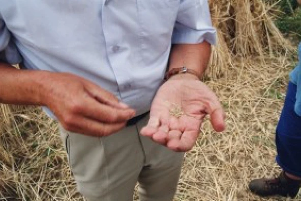 Landwirt Joachim Henke prüft Roggenkorn nach der Ernte und ist zufrieden mit dem Ergebnis.