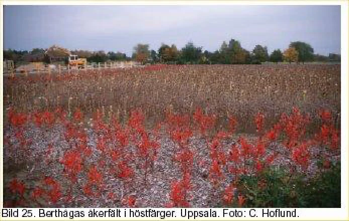 Postkarte mit einem Roggenfeld als landschaftliches und symbolisches Motiv.